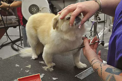 Haircut Pekingese (27 grianghraf): Cad é an grooming agus cén fáth a bhfuil gá leis? Cén fáth a ndéanann madraí iad féin a iompar aisteach tar éis an haircut agus cad atá le déanamh faoi? Gnéithe de haircut puppy sa siosúr baile. Conas a dhéanamh haircut faoi an leon agus faoin bplush? 22840_23