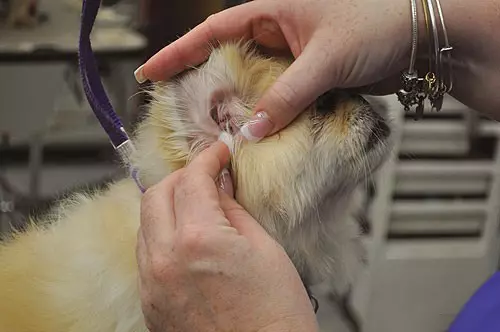 Haircut of Pekingese (27 bilder): Hva er grooming og hvorfor er det nødvendig? Hvorfor oppfører hundene rart etter hårklippet og hva de skal gjøre med det? Funksjoner av valp haircut hjemme saks. Hvordan lage en hårklipp under løven og under plysj? 22840_25