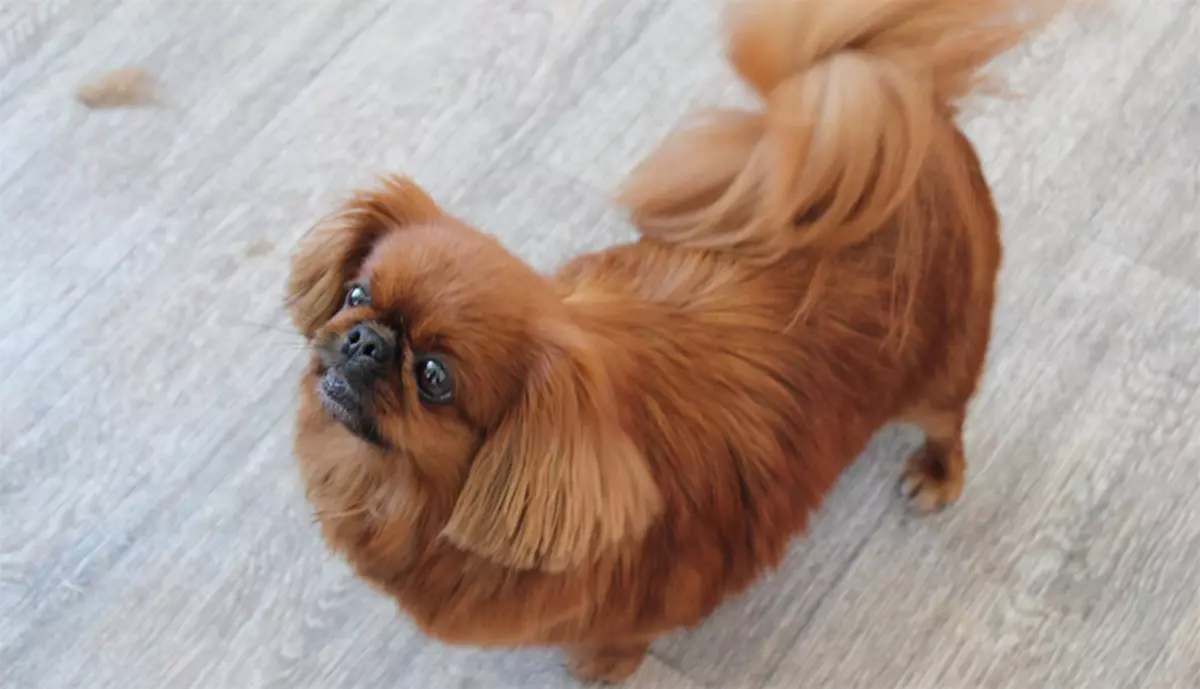 Pekingese'nin (27 fotoğraf) saç kesimi: Damat nedir ve neden gerekli? Köpekler neden saç kesiminden sonra garip davranıyorlar ve bunun hakkında ne yapmalı? Evde makasta köpek yavrusu saç kesimi özellikleri. Aslanın altında ve peluşun altında bir saç kesimi nasıl yapılır? 22840_4