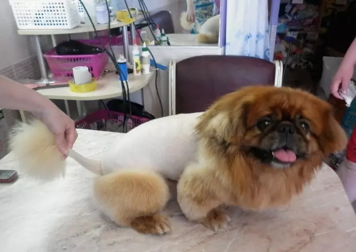 Pekingese'nin (27 fotoğraf) saç kesimi: Damat nedir ve neden gerekli? Köpekler neden saç kesiminden sonra garip davranıyorlar ve bunun hakkında ne yapmalı? Evde makasta köpek yavrusu saç kesimi özellikleri. Aslanın altında ve peluşun altında bir saç kesimi nasıl yapılır? 22840_5