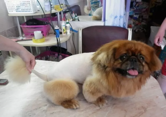 תספורת של Pekingese (27 תמונות): מה הוא grooming ולמה זה צריך? למה כלבים מתנהגים מוזר אחרי התספורת ומה לעשות בקשר לזה? תכונות של תספורת גור בבית מספריים. איך להכין תספורת תחת האריה מתחת לקטיפה? 22840_5