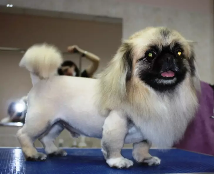 Haarschnitt von Pekingese (27 Fotos): Was ist das Putzen und warum braucht es? Warum verhalten sich Hunde, die sich nach dem Haarschnitt seltsam verhalten und was man dagegen tun sollte? Merkmale des Welpen-Haarschnitts zu Hause-Schere. Wie kann man einen Haarschnitt unter dem Löwen und unter dem Plüsch machen? 22840_8