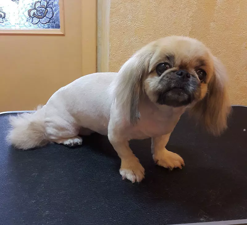 Haarsny van Pekingese (27 foto's): Wat is versorging en hoekom is dit nodig? Hoekom optree honde vreemd na die kapsel en wat om daaraan te doen? Kenmerke van puppy haircut by die huis skêr. Hoe om 'n kapsel onder die leeu en onder die sagte te maak? 22840_9