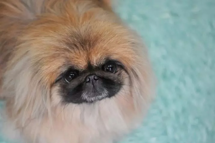 What do Pekingese eat? What to feed puppies at home? Feeding adult dogs, feeding features 22842_13