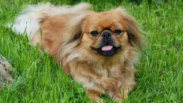 What do Pekingese eat? What to feed puppies at home? Feeding adult dogs, feeding features 22842_2