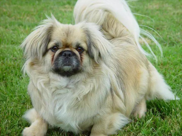 What do Pekingese eat? What to feed puppies at home? Feeding adult dogs, feeding features 22842_21
