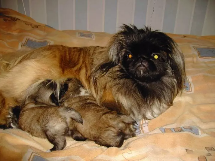 What do Pekingese eat? What to feed puppies at home? Feeding adult dogs, feeding features 22842_26