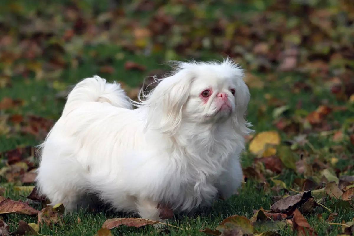 Royal Pekingese (23 fotos): descrición da raza, as características do coidado do can adulto e do can 22843_15