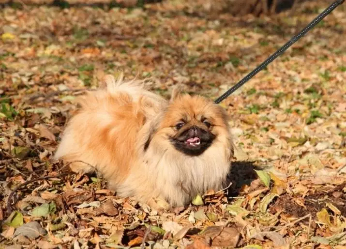 Royal Pekingese (23 fotos): descrición da raza, as características do coidado do can adulto e do can 22843_16