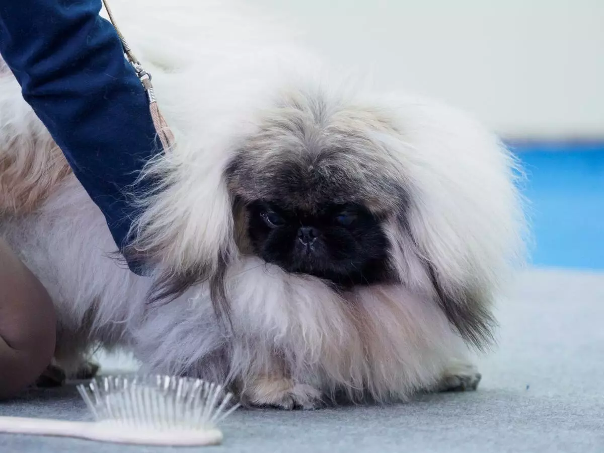 Dwarf Pekingese (21 fotos): Raza Descrición. Canto viven? Características da manga, real e outras variedades. Coidado de can e can adultos 22844_10