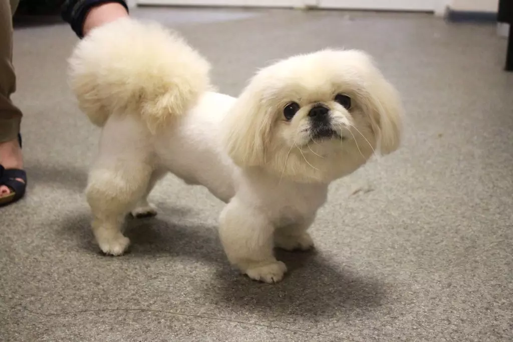 DWarf PekingeSe (21 پارچە رەسىم): نەسىل تەسۋىر. ئۇلار قانچىلىك ياشايدۇ? يەڭ, خان جەمەتى ۋە باشقا سورتلىرى ئالاھىدىلىكى. قۇرامىغا يەتكەن ئىت ۋە كۈچۈكنىڭ ھالىدىن خەۋەر ئېلىش 22844_11