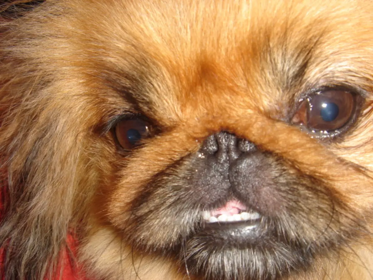 Dwarf Pekingese (21 fotos): Raza Descrición. Canto viven? Características da manga, real e outras variedades. Coidado de can e can adultos 22844_13