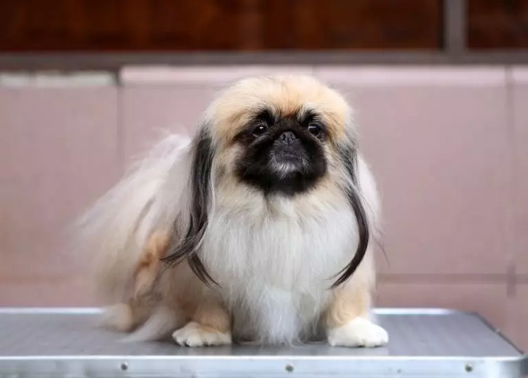 Dwarf Pekingese (21 grianghraf): Cur síos póir. Cé mhéad a chónaíonn siad? Gnéithe de chineálacha muinchille, ríoga agus eile. Cúram madra agus puppy fásta 22844_17