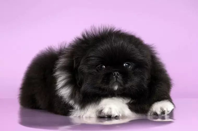 Dwarf Pekingese (21 Ritratti): Deskrizzjoni tar-razza. Kemm jgħixu? Karatteristiċi ta 'komma, rjali u varjetajiet oħra. Kura ta 'kelb u puppy adulti 22844_18