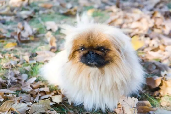 Dwarf Pekingese (21 foto): Katrangan Breed. Pinten dheweke manggon? Fitur saka lengan, kerajaan lan varietas liyane. Ngurus asu diwasa lan kirik 22844_2