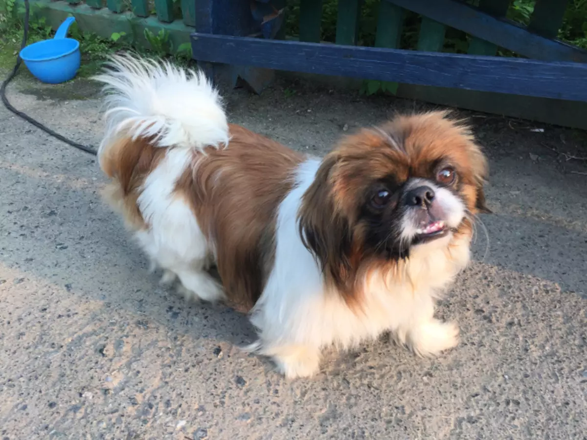 Dwarf Pekingese (21 Ritratti): Deskrizzjoni tar-razza. Kemm jgħixu? Karatteristiċi ta 'komma, rjali u varjetajiet oħra. Kura ta 'kelb u puppy adulti 22844_21