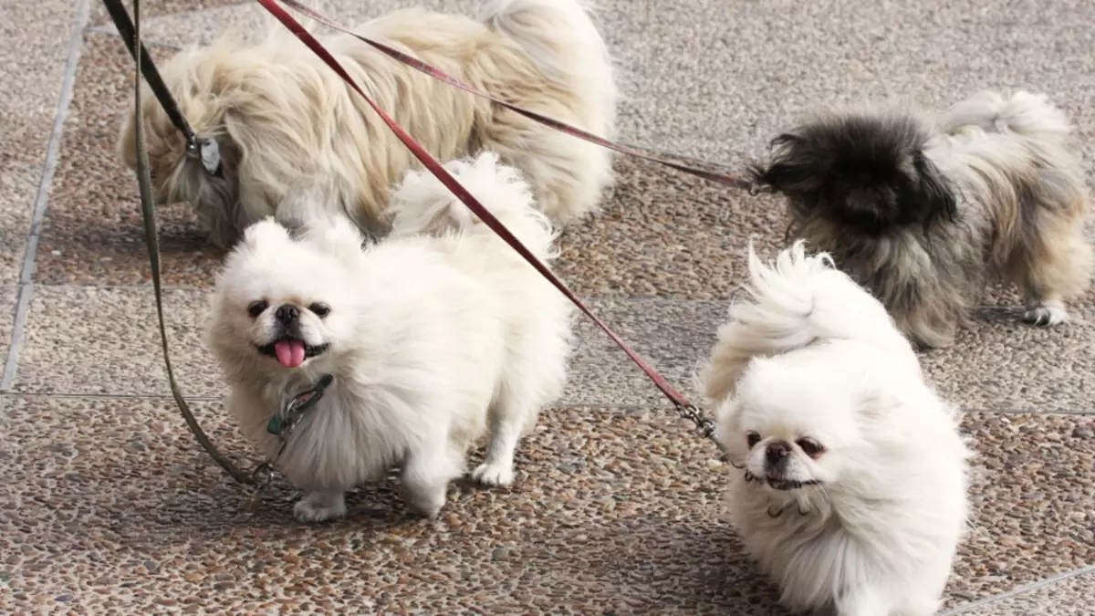 Dwarf Pekingese (21 fotoj): Raso Priskribo. Kiom ili vivas? Trajtoj de maniko, reĝaj kaj aliaj varioj. Zorgo pri plenkreska hundo kaj hundido 22844_5