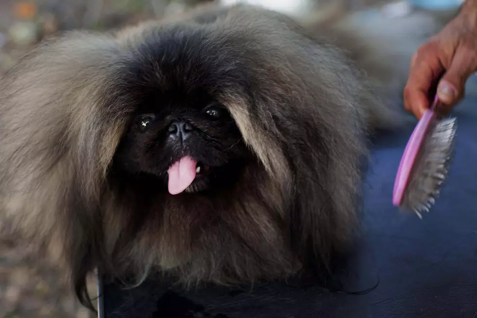 Black pekingese (13 foto): Karakteristikat e ngjyrës, hollësi e kujdesit të qenve të rritur dhe puppies 22845_11