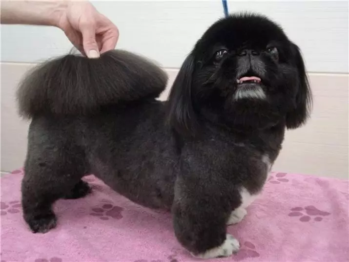 Black pekingese (13 foto): Karakteristikat e ngjyrës, hollësi e kujdesit të qenve të rritur dhe puppies 22845_12