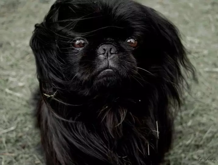 سیاہ Pekingese (13 فوٹو): رنگ کی خصوصیات، بالغ کتوں اور puppies کی دیکھ بھال کی subtlety 22845_2