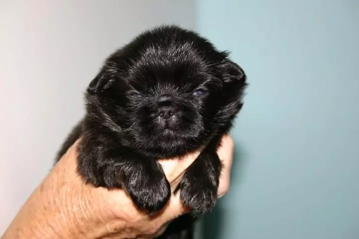 Black Pekingese (13 사진) : 색상의 특징, 성인 개와 강아지의 보살핌의 미묘함 22845_3