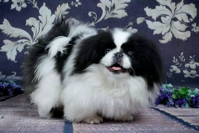 Melns Pekingese (13 fotogrāfijas): krāsu iezīmes, pieaugušo suņu un kucēnu aprūpes smalkums 22845_4