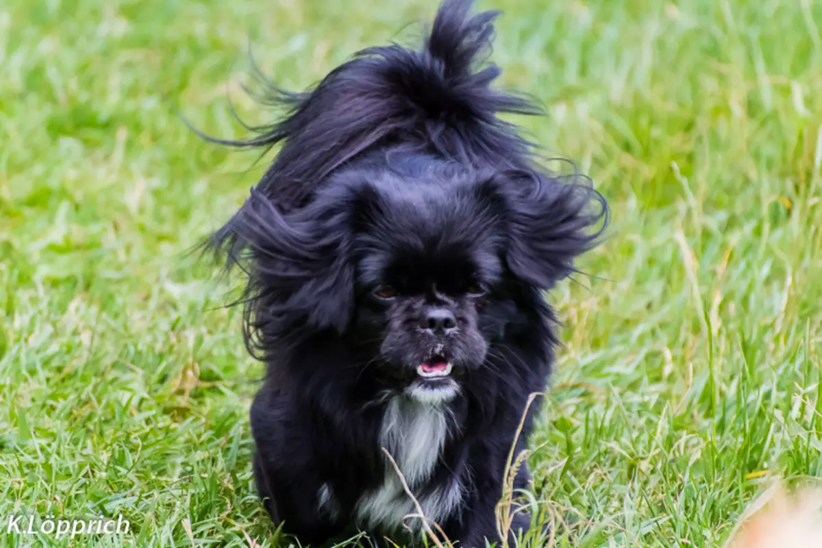 Pequinès negre (13 fotos): característiques de la color, la subtilesa de la cura dels gossos adults i cadells 22845_5