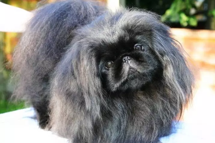 Black pekingese (13 foto): Karakteristikat e ngjyrës, hollësi e kujdesit të qenve të rritur dhe puppies 22845_7