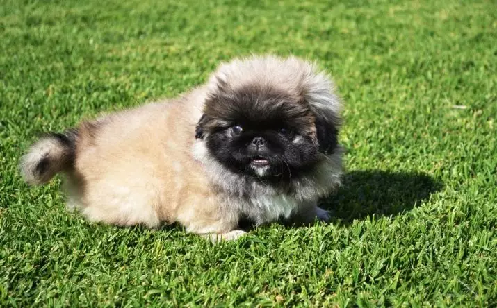 Pekingese rasehund klikk: En liste over de beste navnene som kan kalles en jentes valp 22846_10