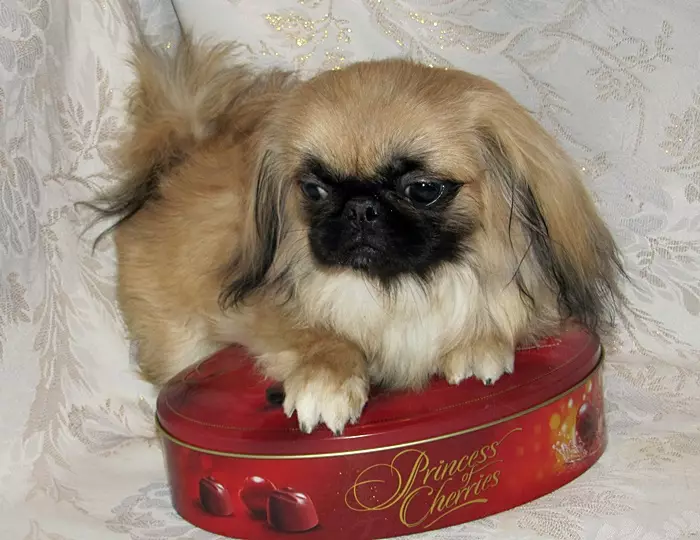 Pekingese Breed Dog Clicking: a list of the best names that can be called a girl's puppy 22846_13