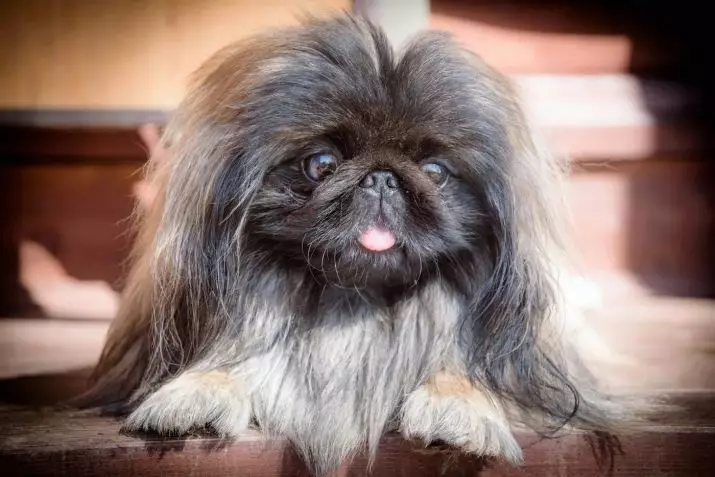 Pekingese Breed Dog Clicking: a list of the best names that can be called a girl's puppy 22846_14