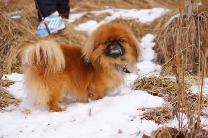 Pekingese plemeno psa kliknutím na seznam nejlepších jmen, které lze nazvat dívčí štěně 22846_3