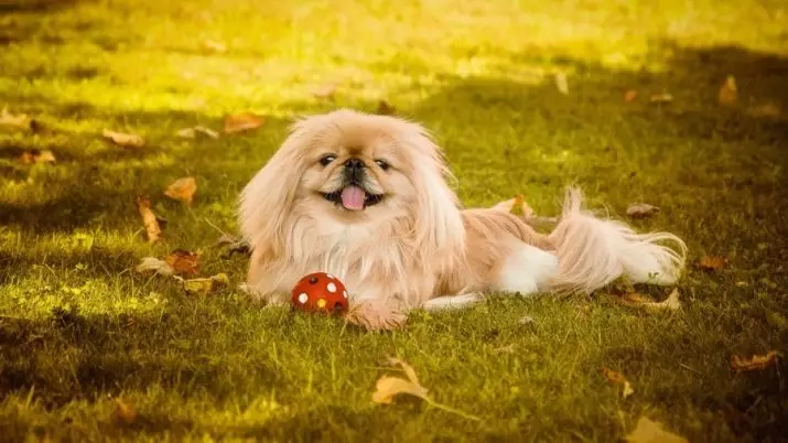 Pekingese Breed Dog Clicking: a list of the best names that can be called a girl's puppy 22846_5