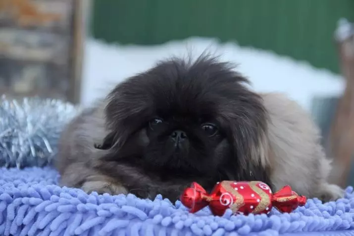 Pekingese Breed Dog Clicking: a list of the best names that can be called a girl's puppy 22846_6