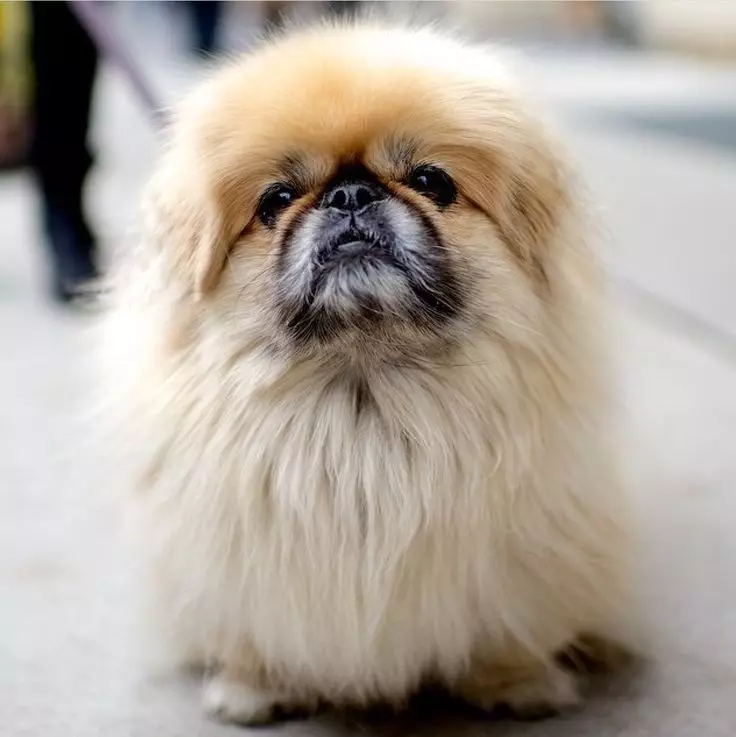 Perro de la raza Pekingese haciendo clic: una lista de los mejores nombres que se pueden llamar al cachorro de una niña 22846_7