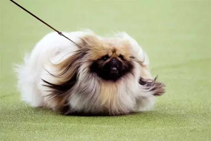 Pekingese Breed Dog Clicking: a list of the best names that can be called a girl's puppy 22846_9