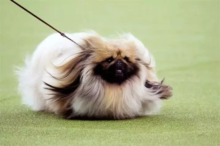 Pekingese Breed Hund Klik på: En liste over de bedste navne, der kan kaldes en piges hvalp 22846_9