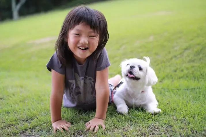 Pekingese Bakımı: Evde köpek içeriğinin özellikleri. Bir köpek yavrusu için nasıl uygun bir şekilde bakım? 22847_11