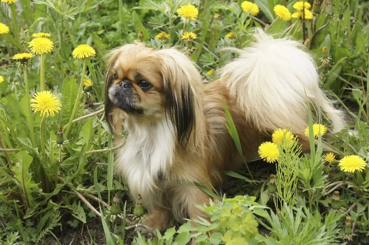 Pekingese Bakımı: Evde köpek içeriğinin özellikleri. Bir köpek yavrusu için nasıl uygun bir şekilde bakım? 22847_13