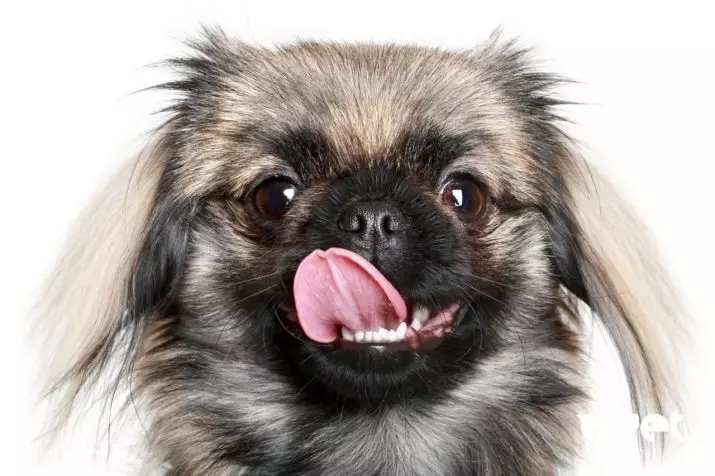 Pekingese Bakımı: Evde köpek içeriğinin özellikleri. Bir köpek yavrusu için nasıl uygun bir şekilde bakım? 22847_14