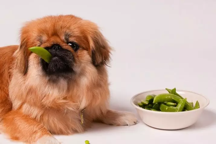 Pekingese Bakımı: Evde köpek içeriğinin özellikleri. Bir köpek yavrusu için nasıl uygun bir şekilde bakım? 22847_16