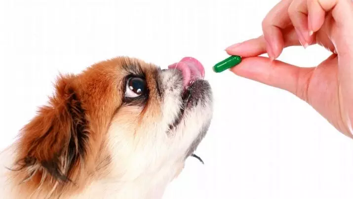 Pekingese Bakımı: Evde köpek içeriğinin özellikleri. Bir köpek yavrusu için nasıl uygun bir şekilde bakım? 22847_17