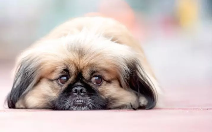 Pekingese Bakımı: Evde köpek içeriğinin özellikleri. Bir köpek yavrusu için nasıl uygun bir şekilde bakım? 22847_21
