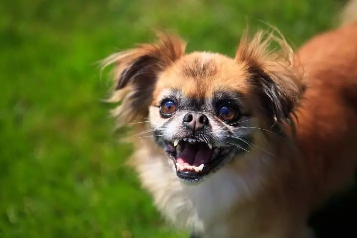 Pekingese Bakımı: Evde köpek içeriğinin özellikleri. Bir köpek yavrusu için nasıl uygun bir şekilde bakım? 22847_22