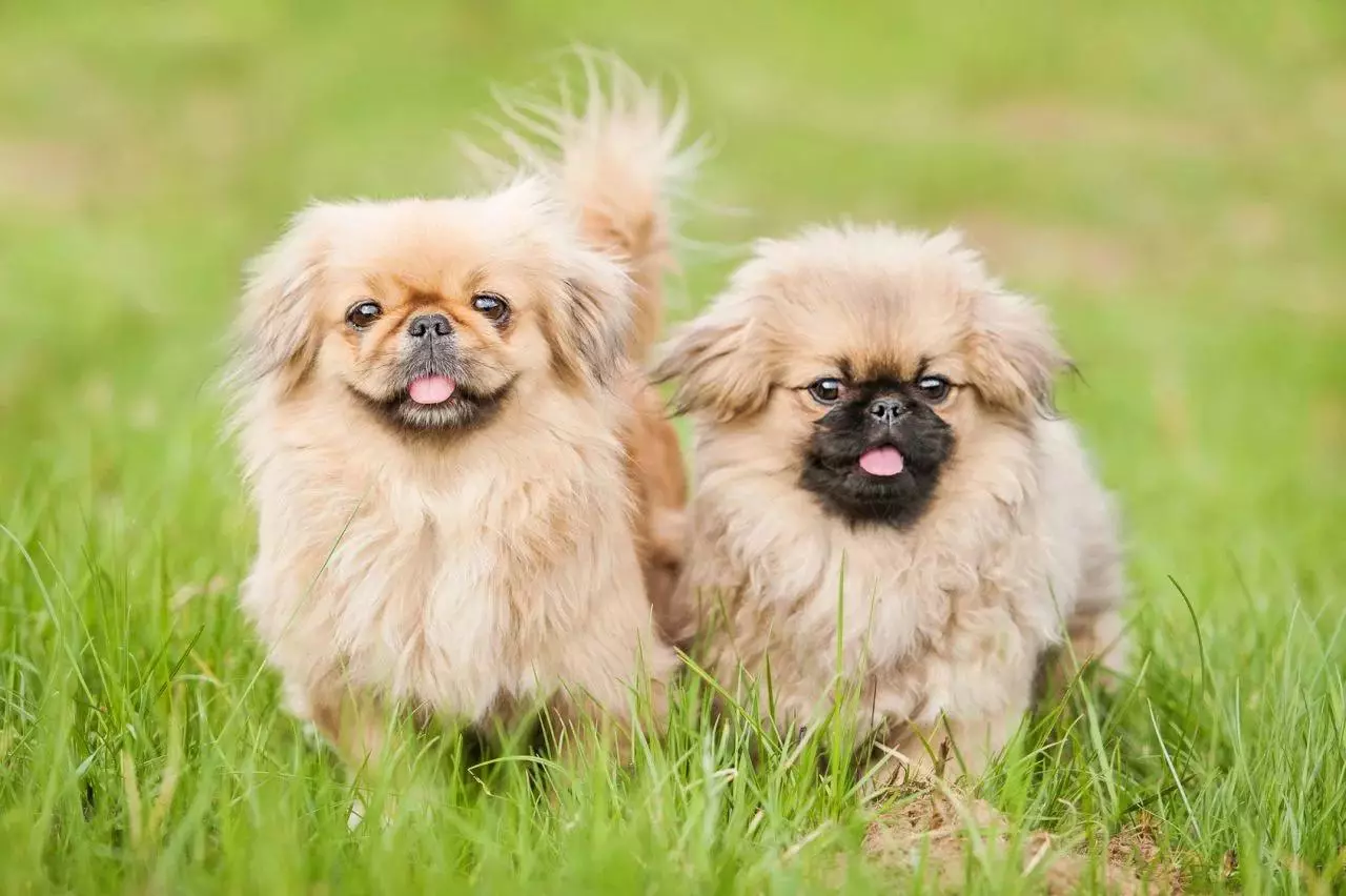 Pekingese Bakımı: Evde köpek içeriğinin özellikleri. Bir köpek yavrusu için nasıl uygun bir şekilde bakım? 22847_24