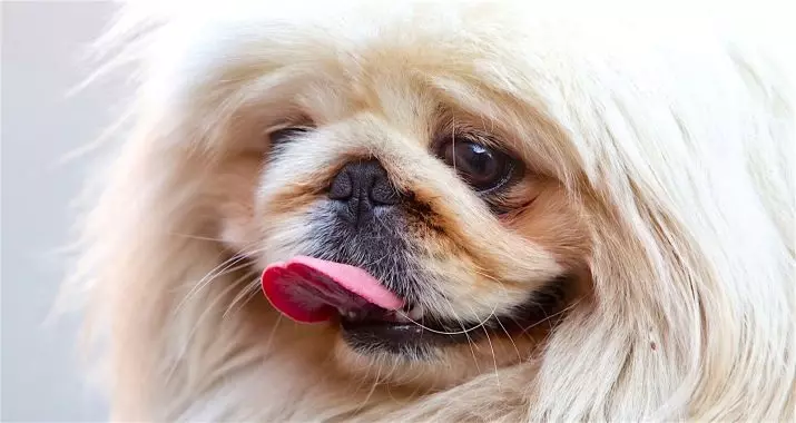 Pekingese Bakımı: Evde köpek içeriğinin özellikleri. Bir köpek yavrusu için nasıl uygun bir şekilde bakım? 22847_28
