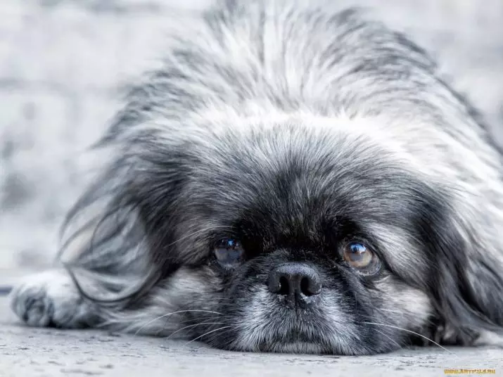 Pekingese Bakımı: Evde köpek içeriğinin özellikleri. Bir köpek yavrusu için nasıl uygun bir şekilde bakım? 22847_30
