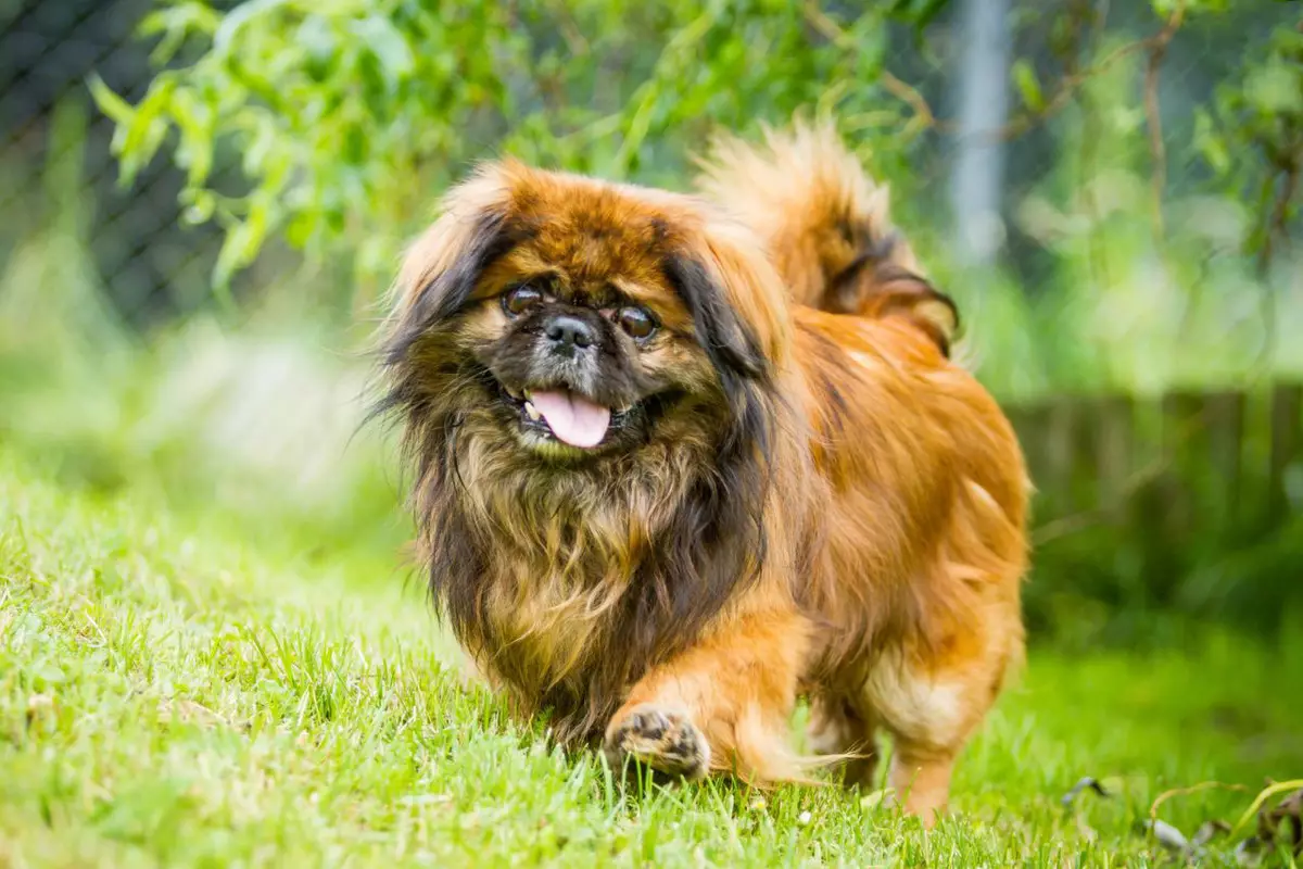 Pekingese Bakımı: Evde köpek içeriğinin özellikleri. Bir köpek yavrusu için nasıl uygun bir şekilde bakım? 22847_7