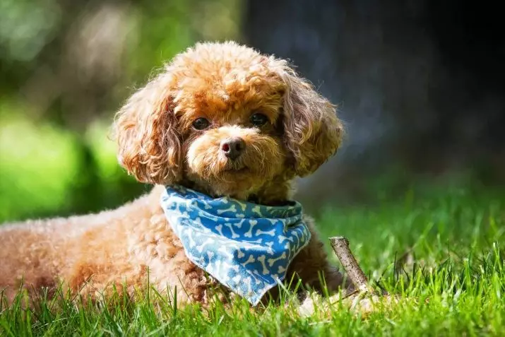 Padelpicks: tên gốc và đẹp cho một con chó con trai, tùy chọn hài hước và sáng tạo cho biệt danh mà có thể được gọi là cô gái chó xù 22851_11