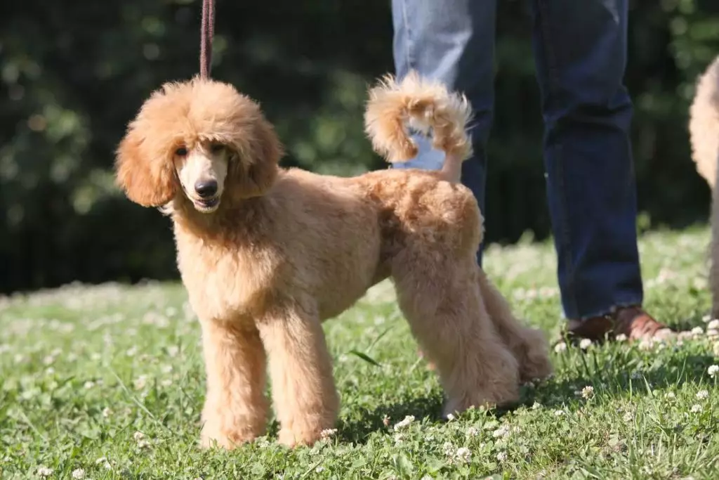 Padelpicks: Original and beautiful names for a boy puppy, funny and creative options for nicknames that can be called poodle girls 22851_4